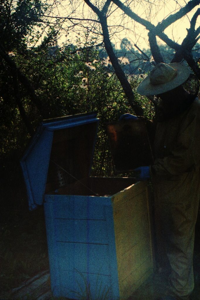 Pszczoły Pszczoła Pasieka Micuda (1)
