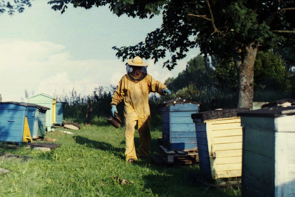 Pszczoły Pszczoła Pasieka Micuda (13)