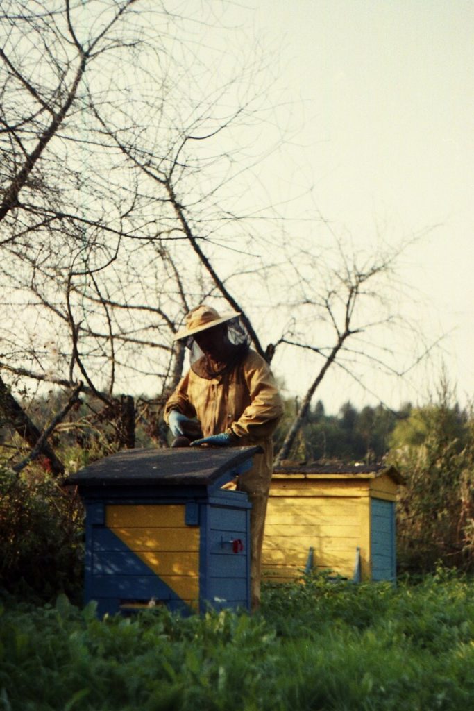 Pszczoły Pszczoła Pasieka Micuda (16)