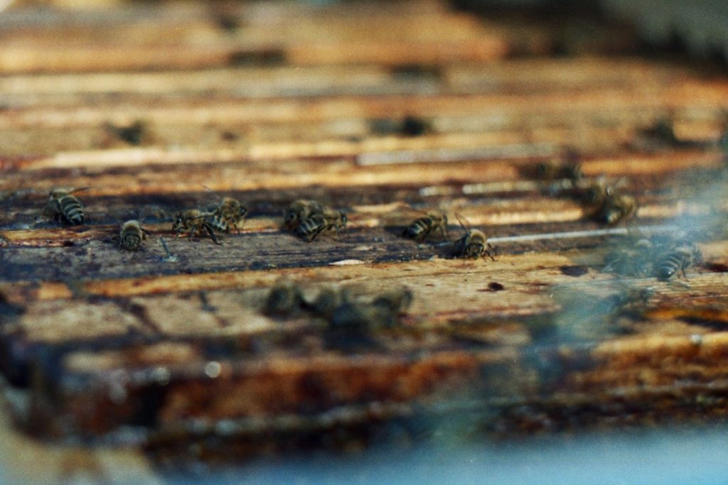 Pszczoły Pszczoła Pasieka Micuda (18)