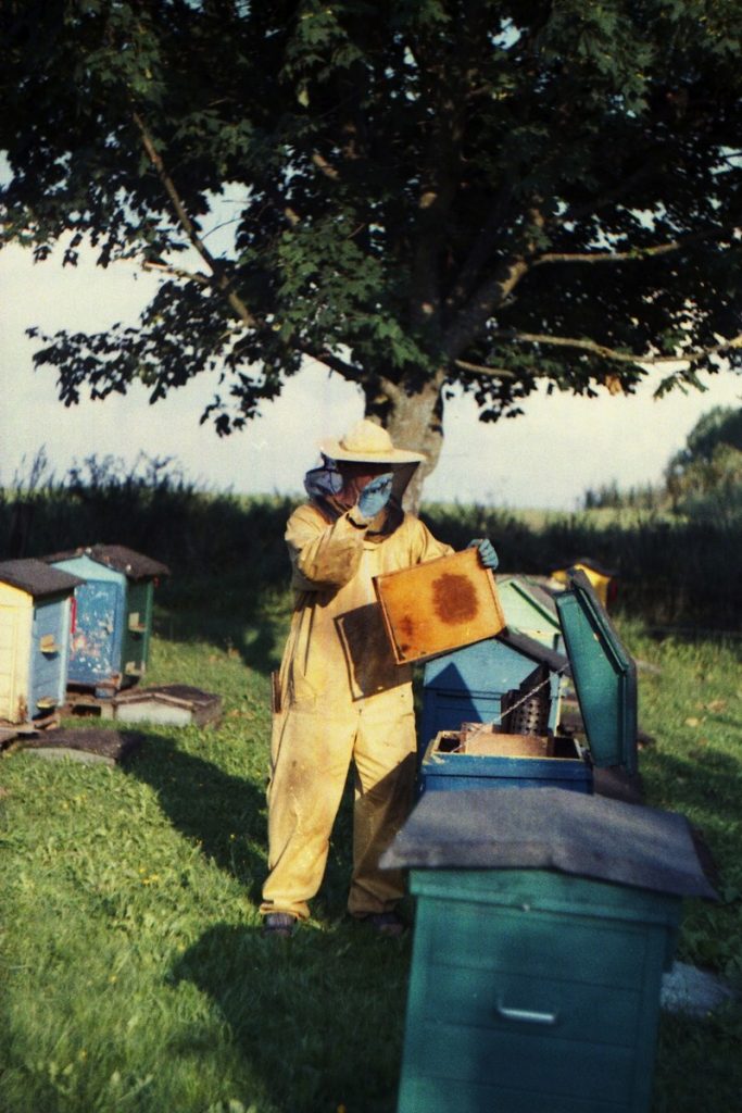 Pszczoły Pszczoła Pasieka Micuda (2)