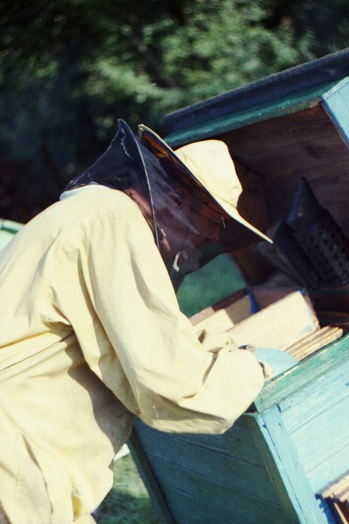 Pszczoły Pszczoła Pasieka Micuda (7)