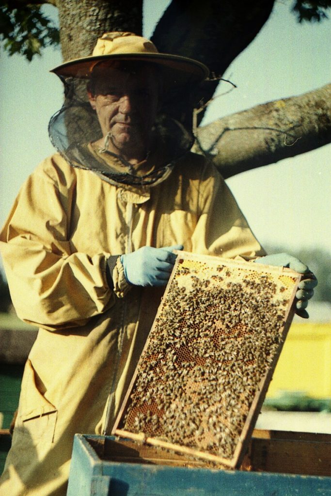 Pszczoły Pszczoła Pasieka Micuda (9)